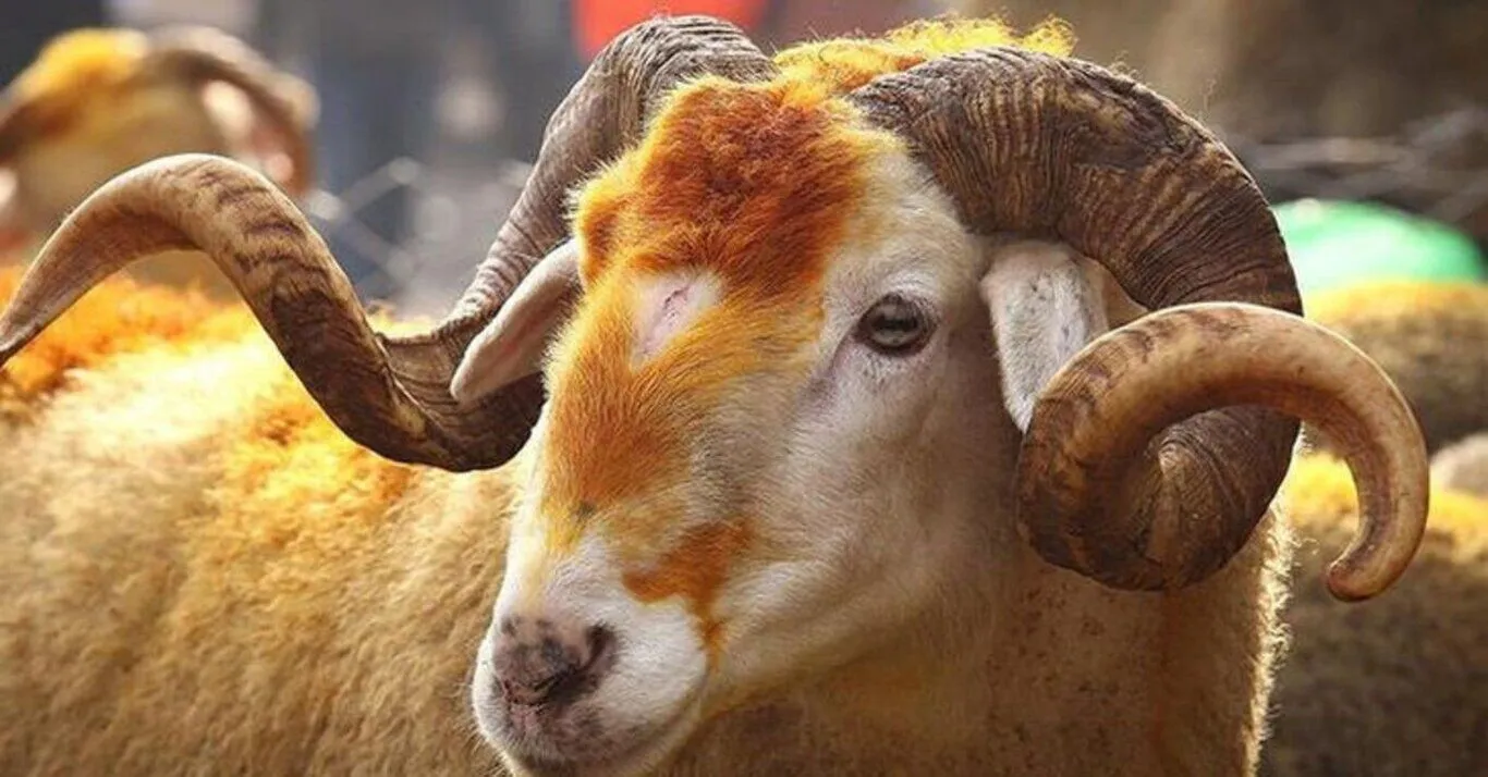 KURBAN BAYRAMIMIZ KUTLU OLSUN /// YURDUMUNSESİ.COM