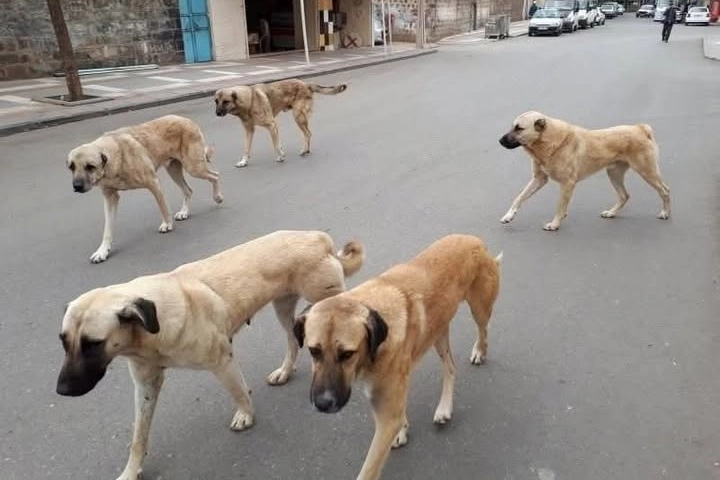 Yozgat’ta Sahipli Köpeklere Kuduz Aşısı ve Mikroçip Zorunluluğu