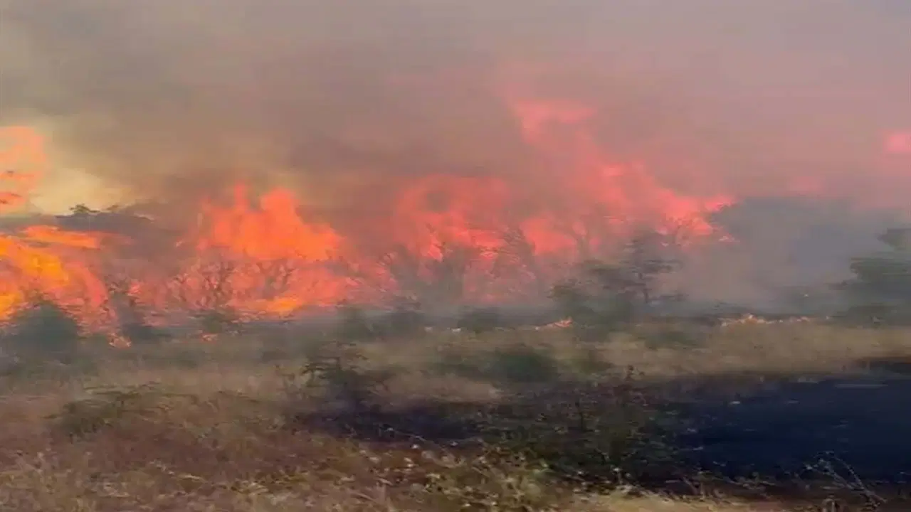 Çanakkale'de orman yangını