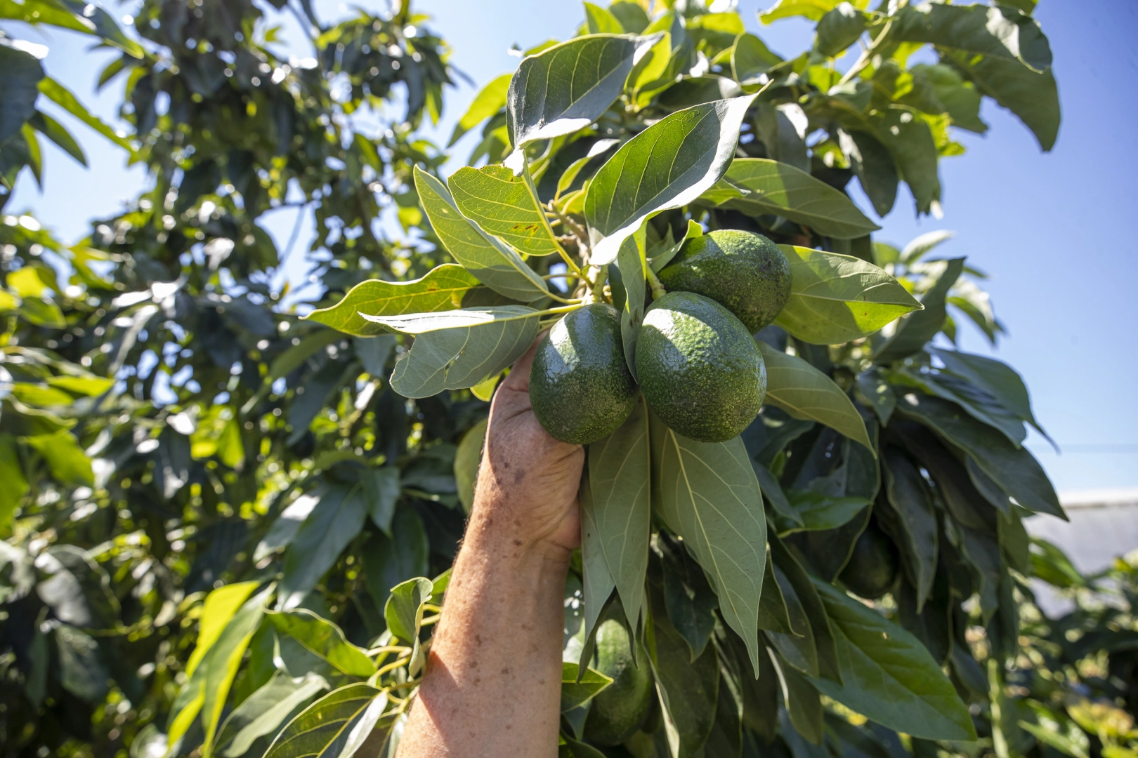 Mersin’de Avokado Üreticilerinin Yüzü, İlk Ürün Toplamada Güldü!
